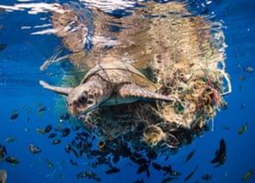 An olive ridley sea turtle entangled in a mass of ocean debris, Sri Lanka